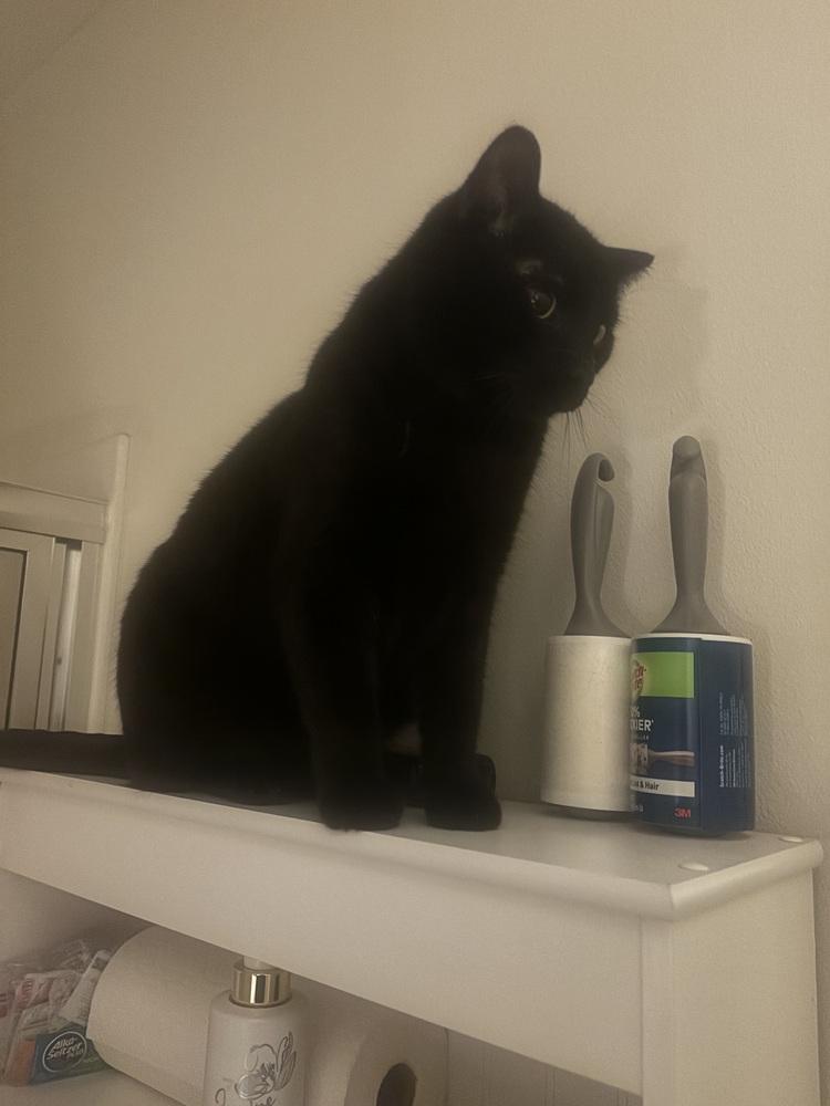 Schmendrick, Adoptable, Adult Male Domestic Short Hair.