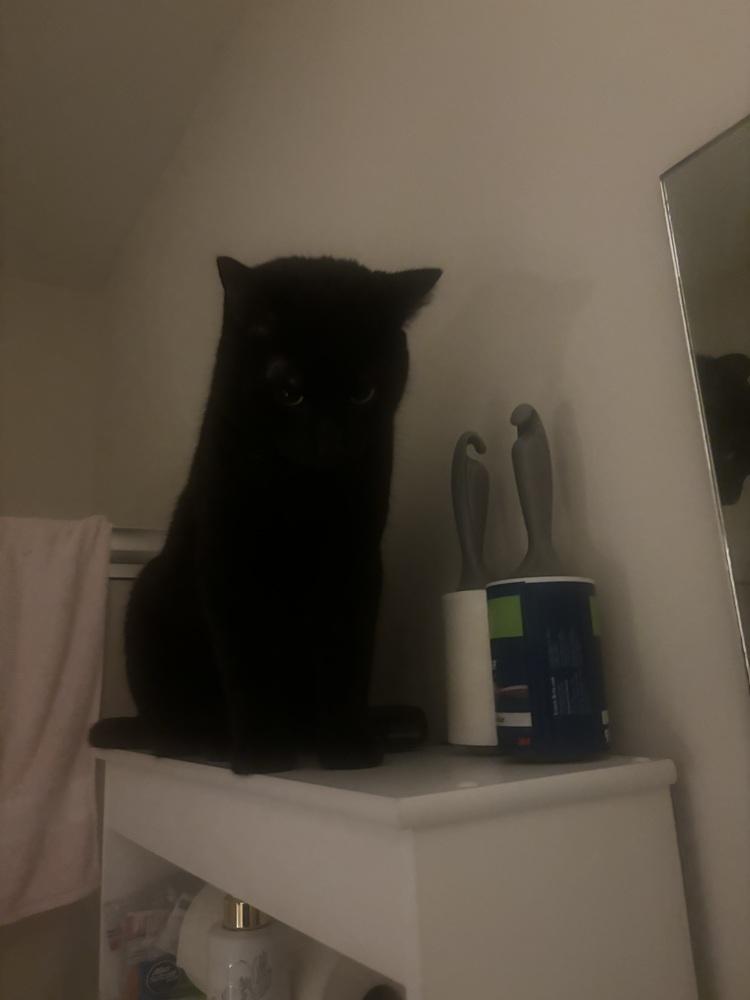 Schmendrick, a Adoptable Domestic Short Hair in Salisbury, NC image 2/5