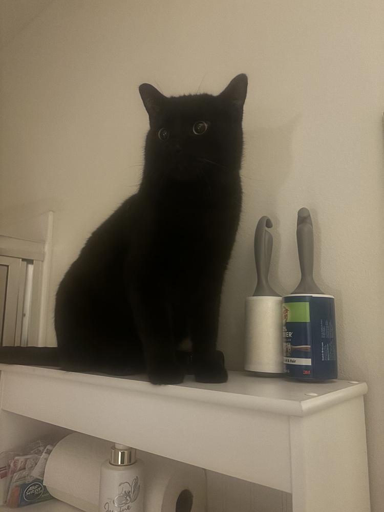 Schmendrick, a Adoptable Domestic Short Hair in Salisbury, NC image 3/5