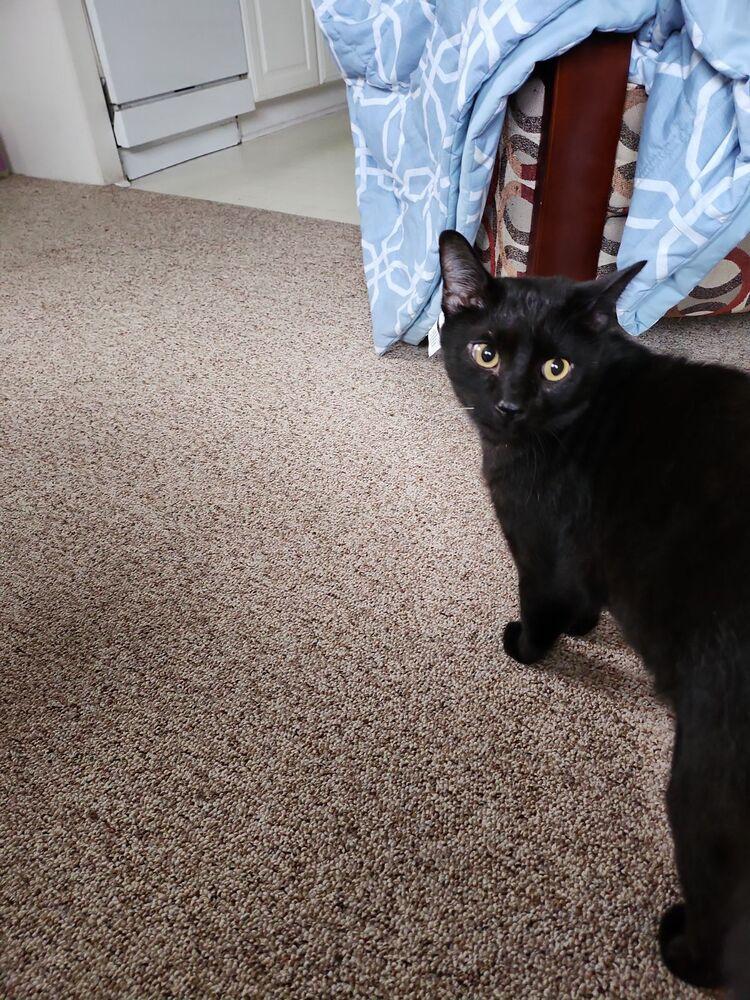 Schmendrick, a Adoptable Domestic Short Hair in Salisbury, NC image 5/5