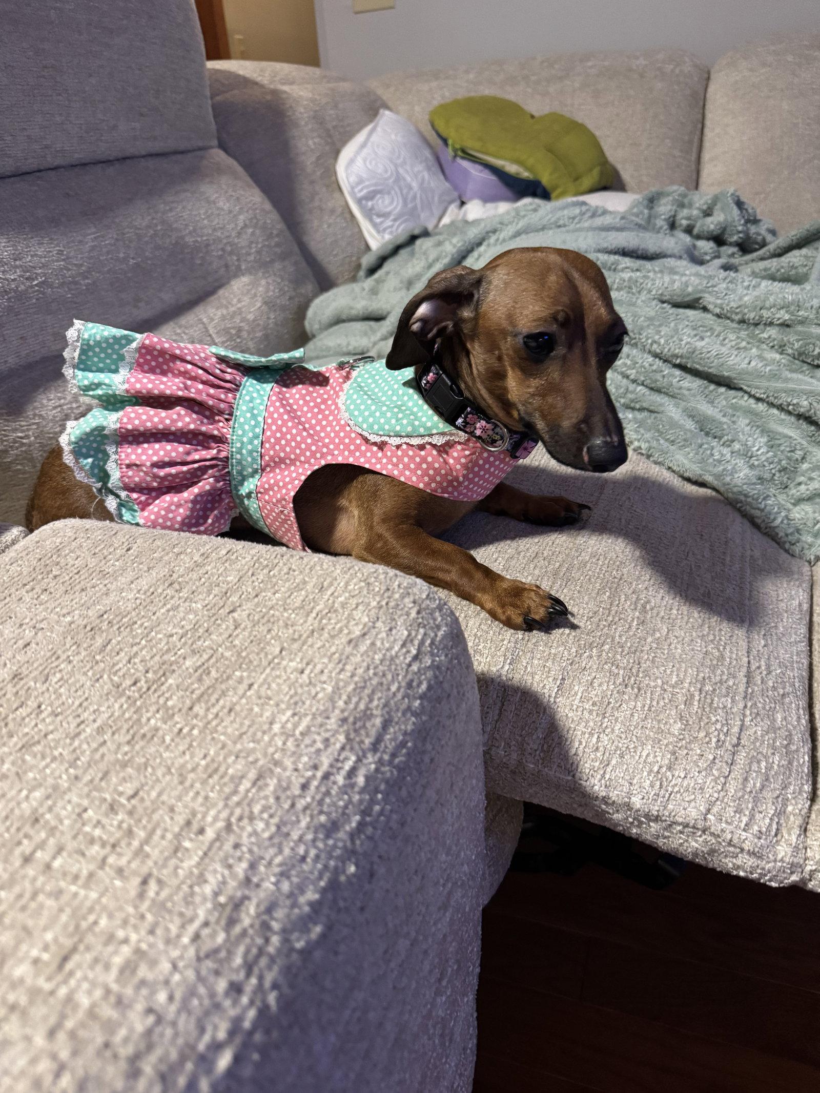Enlarge Libby2 (fostered in South Carolina), a Adoptable Dachshund in Elgin, SC image 1/3