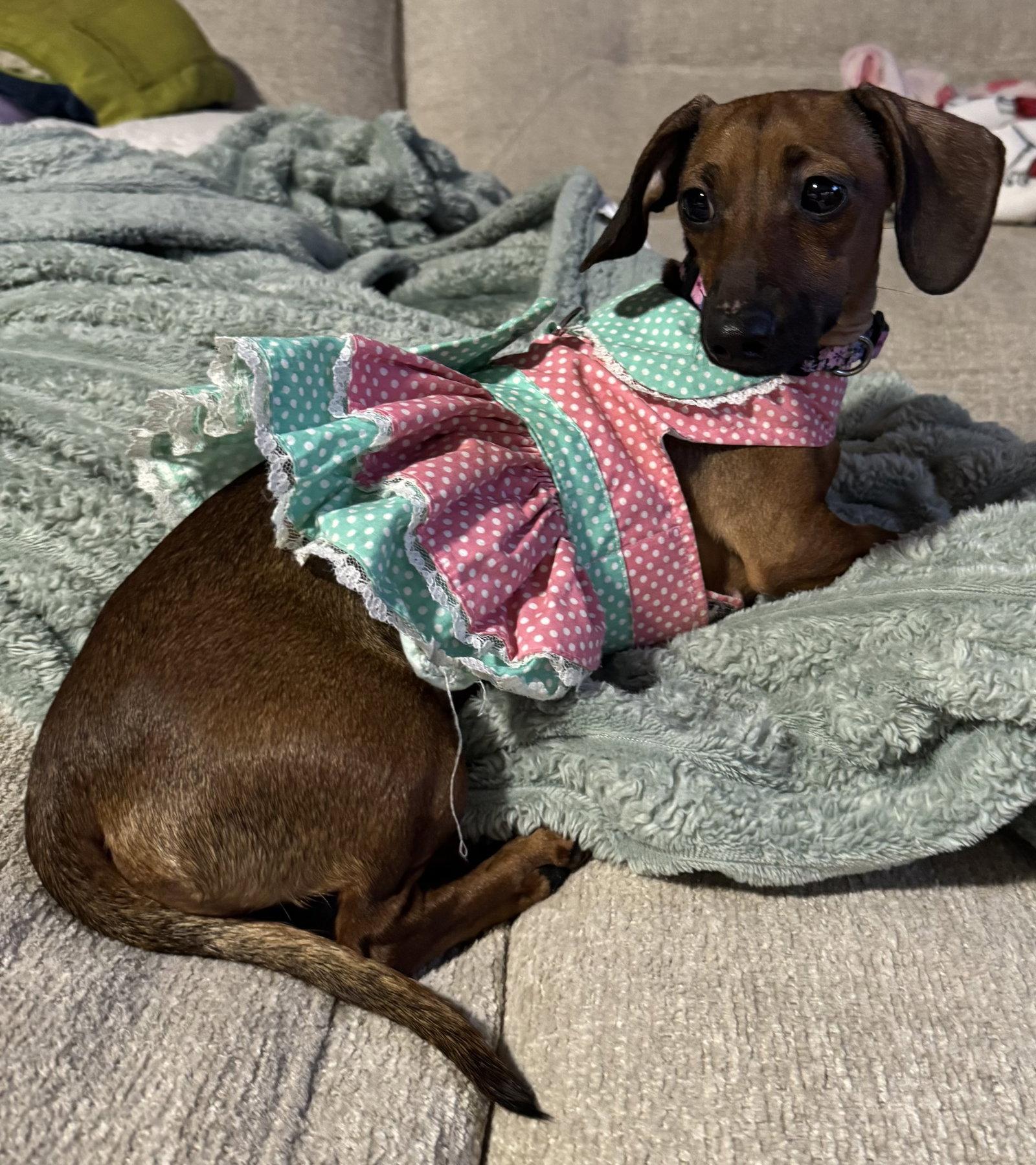 Enlarge Libby2 (fostered in South Carolina), a Adoptable Dachshund in Elgin, SC image 2/3