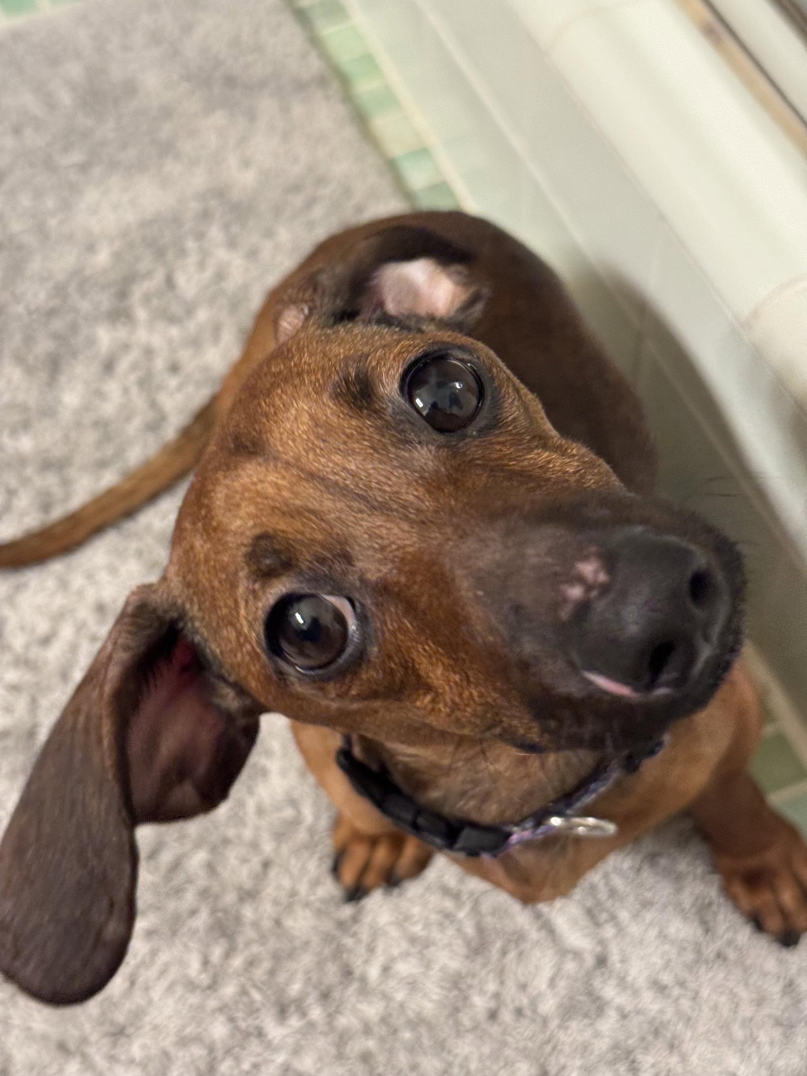 Enlarge Libby2 (fostered in South Carolina), a Adoptable Dachshund in Elgin, SC image 3/3