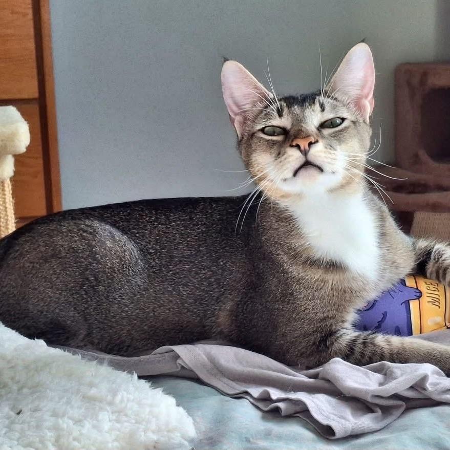 Enlarge Ginger Spice, a Adoptable Siamese in Port Charlotte, FL image 2/4