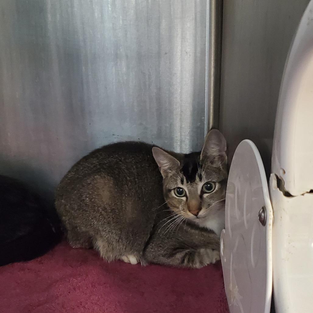Enlarge Ginger Spice, a Adoptable Siamese in Port Charlotte, FL image 3/4
