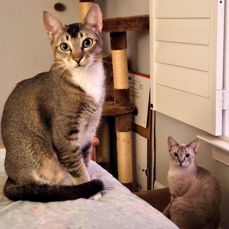 Enlarge Ginger Spice, a Adoptable Siamese in Port Charlotte, FL image 4/4