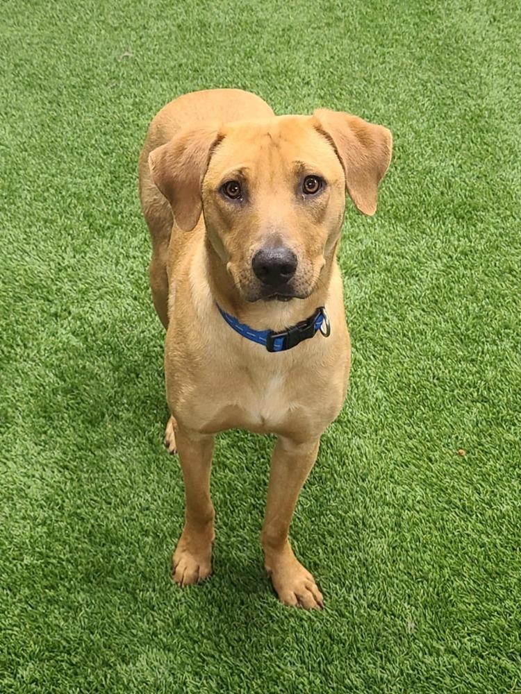 Enlarge Texas, a Adoptable mixed breed in Amherst, NY image 1/6