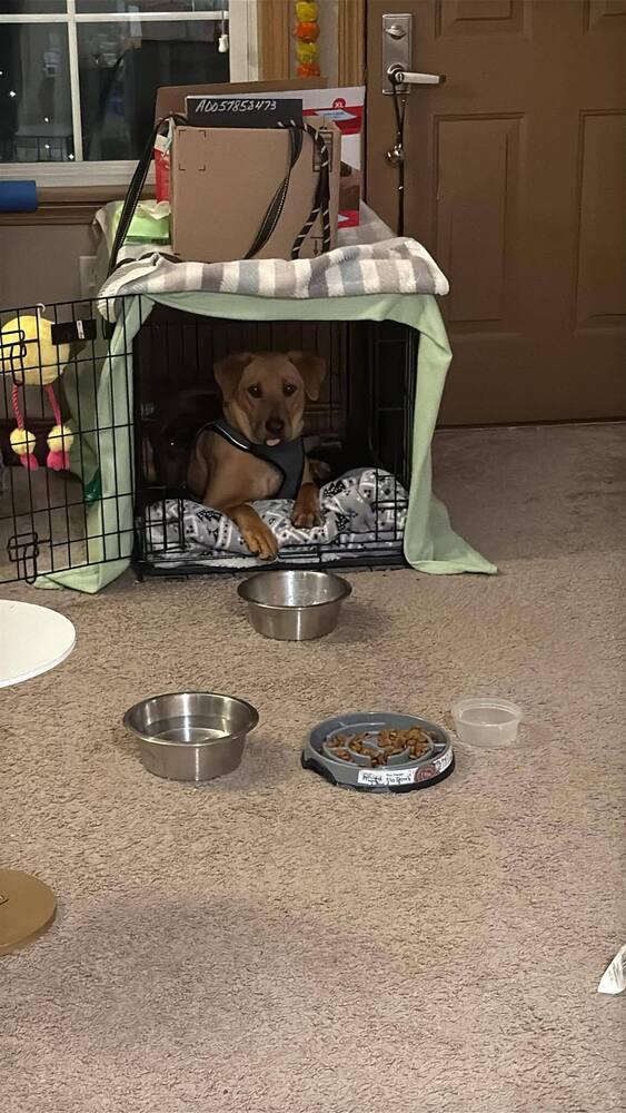 Enlarge Texas, a Adoptable mixed breed in Amherst, NY image 2/6