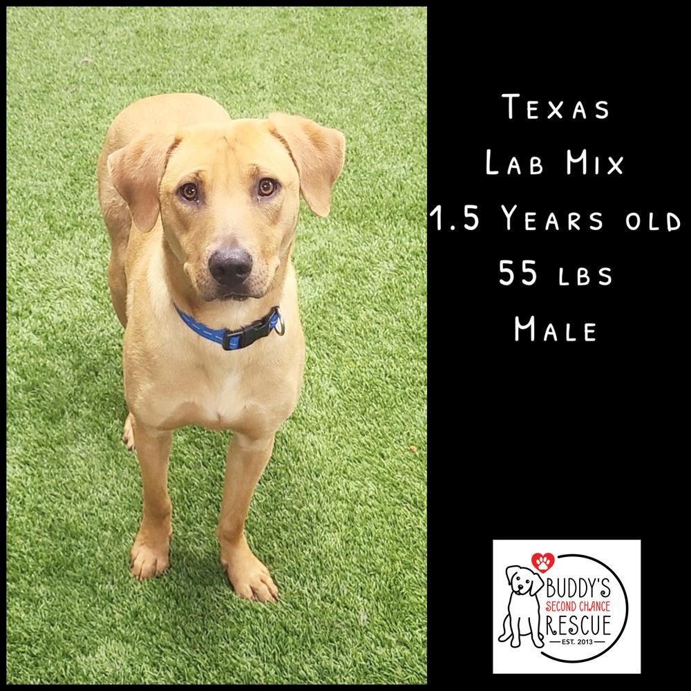 Enlarge Texas, a Adoptable mixed breed in Amherst, NY image 3/6