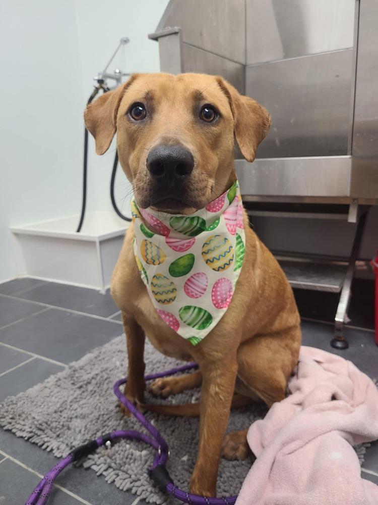 Enlarge Texas, a Adoptable mixed breed in Amherst, NY image 4/6