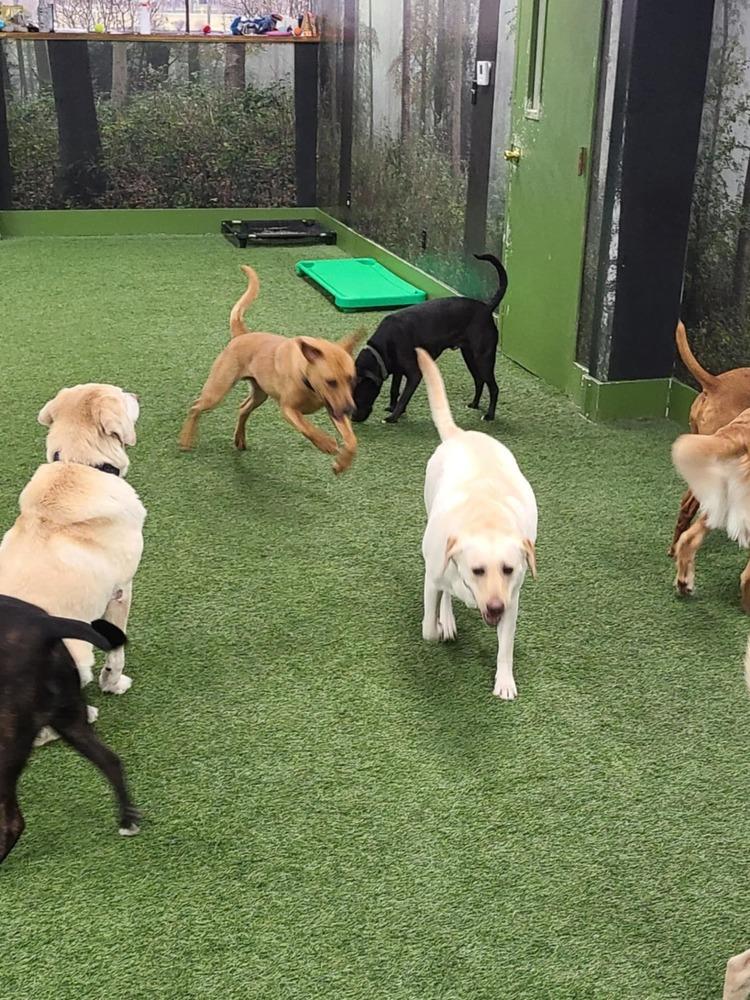 Enlarge Texas, a Adoptable mixed breed in Amherst, NY image 5/6