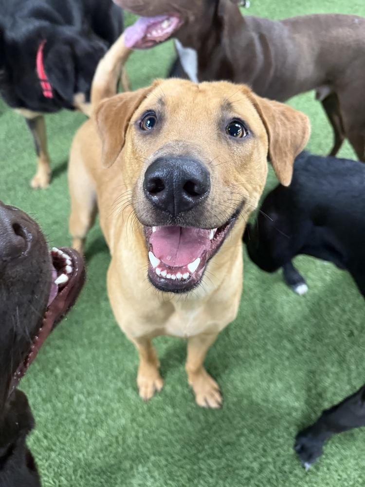 Enlarge Texas, a Adoptable mixed breed in Amherst, NY image 6/6