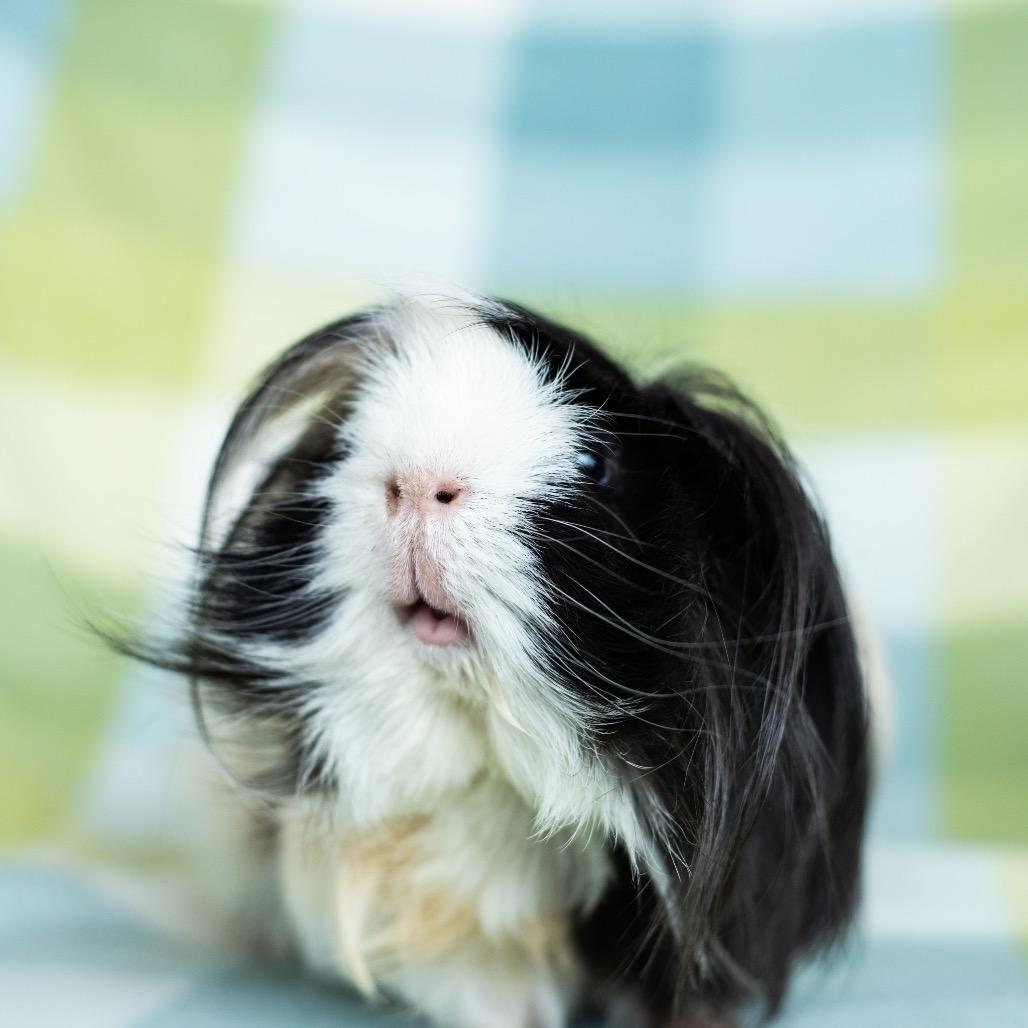 Enlarge Harley, a Adoptable mixed breed in Warwick, RI image 1/4