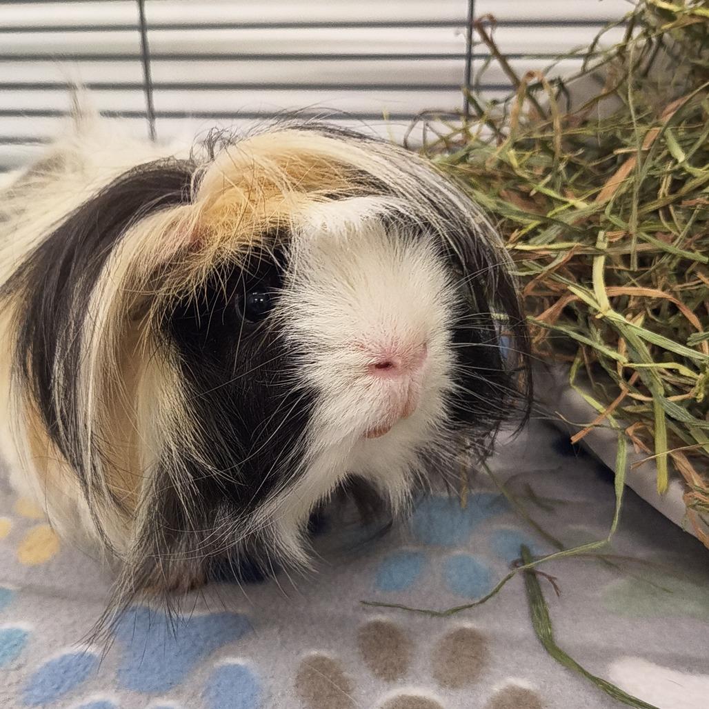 Enlarge Harley, a Adoptable mixed breed in Warwick, RI image 2/4