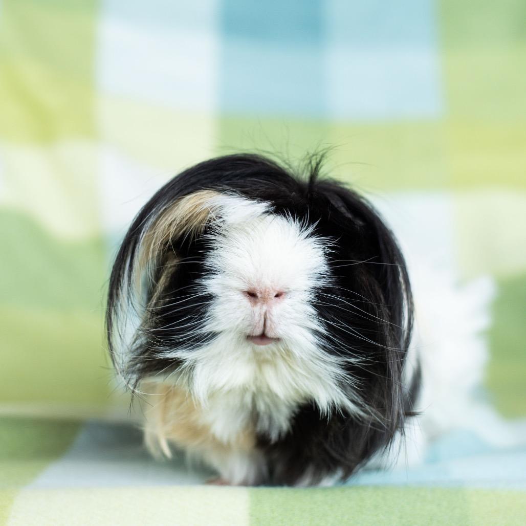 Enlarge Harley, a Adoptable mixed breed in Warwick, RI image 3/4