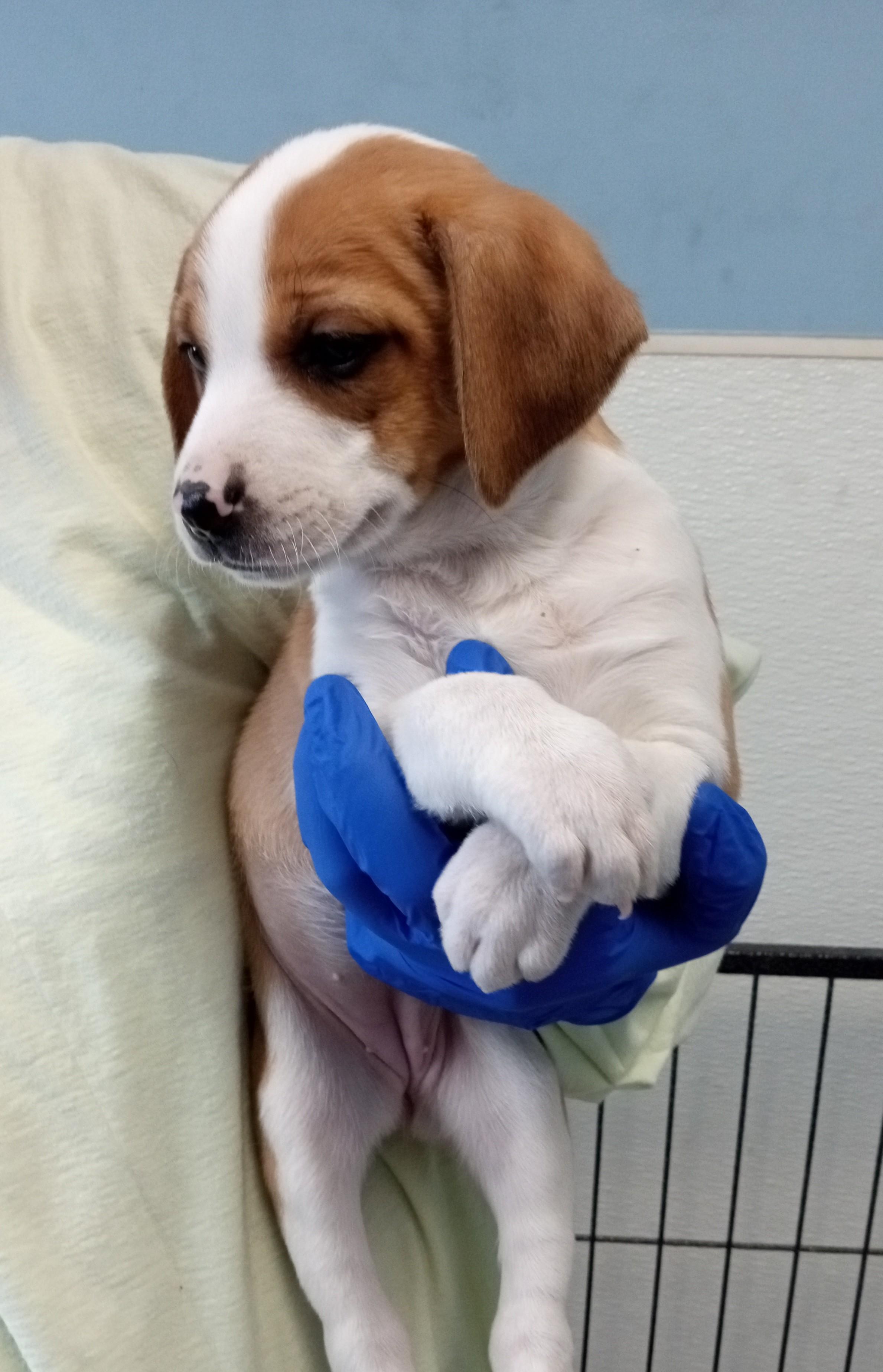 Glenda, ADOPTABLE, Puppy Female Feist.