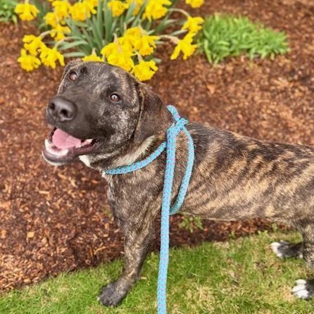 ROMERO, Adoptable, Adult Male Plott Hound.