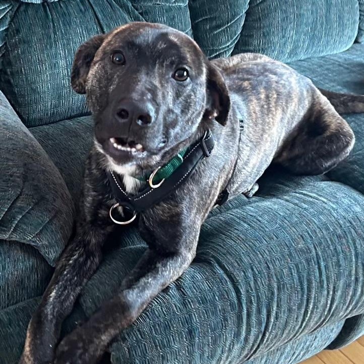 Enlarge ROMERO, a Adoptable mixed breed in Cranston, RI image 2/2