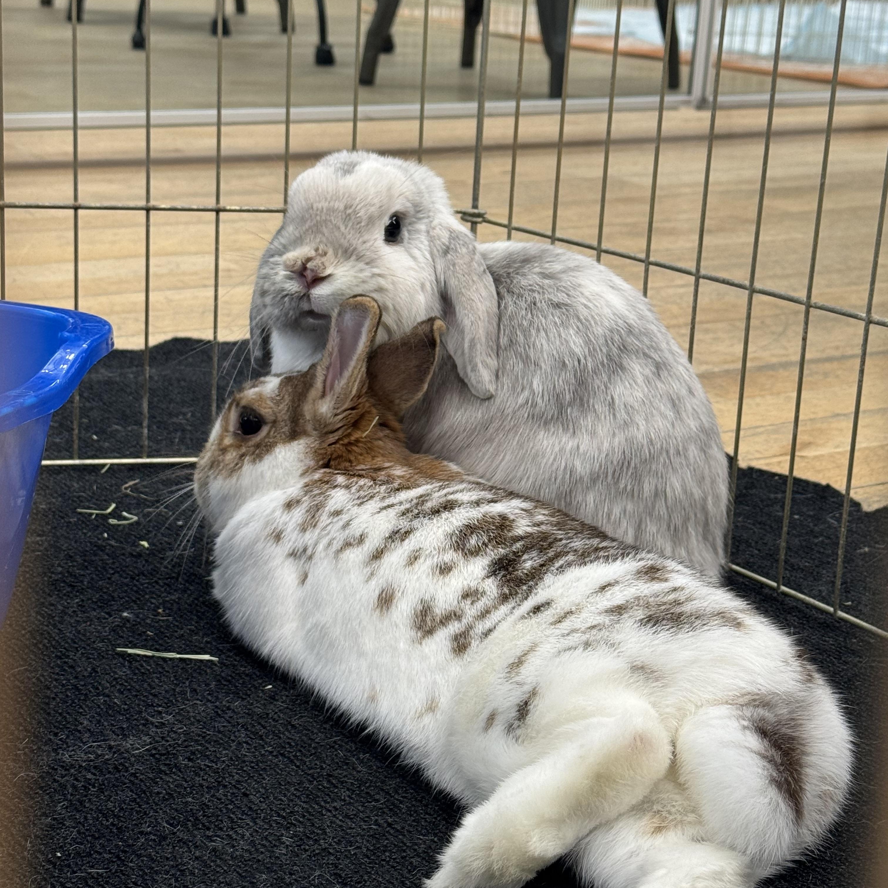 Enlarge TROUBLE & EDDIE HOPPER, a Adoptable Lop Eared in Forest Hills, NY image 6/6