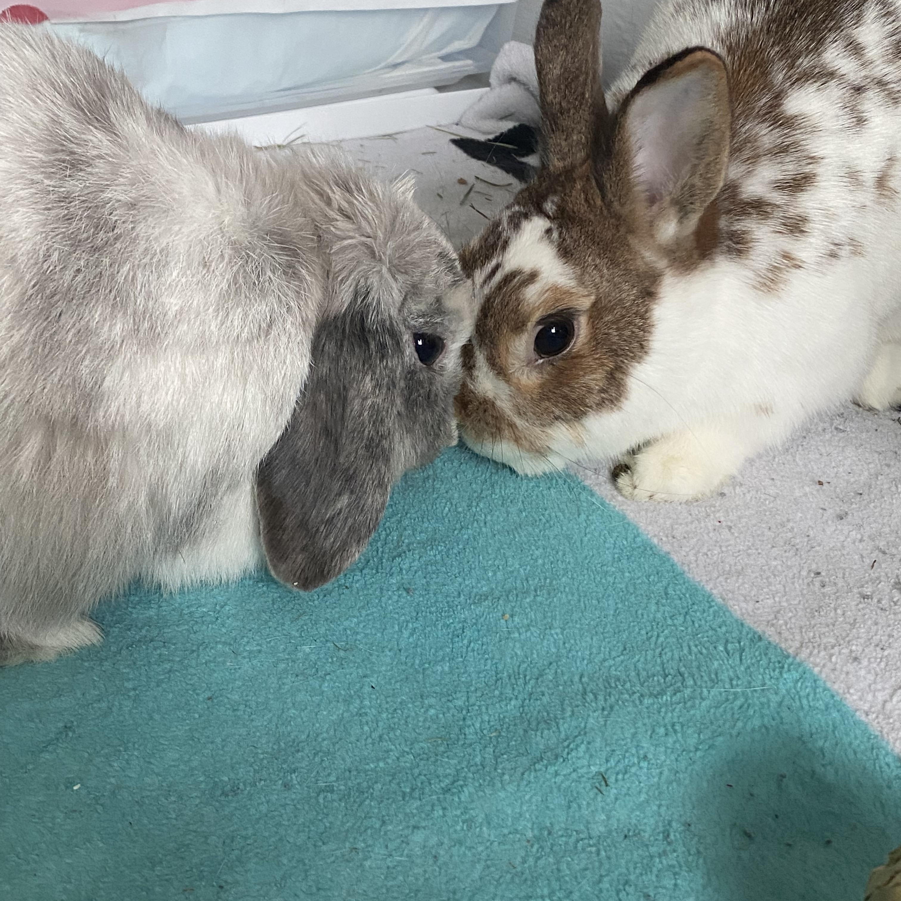 Enlarge TROUBLE & EDDIE HOPPER, a Adoptable Lop Eared in Forest Hills, NY image 2/6