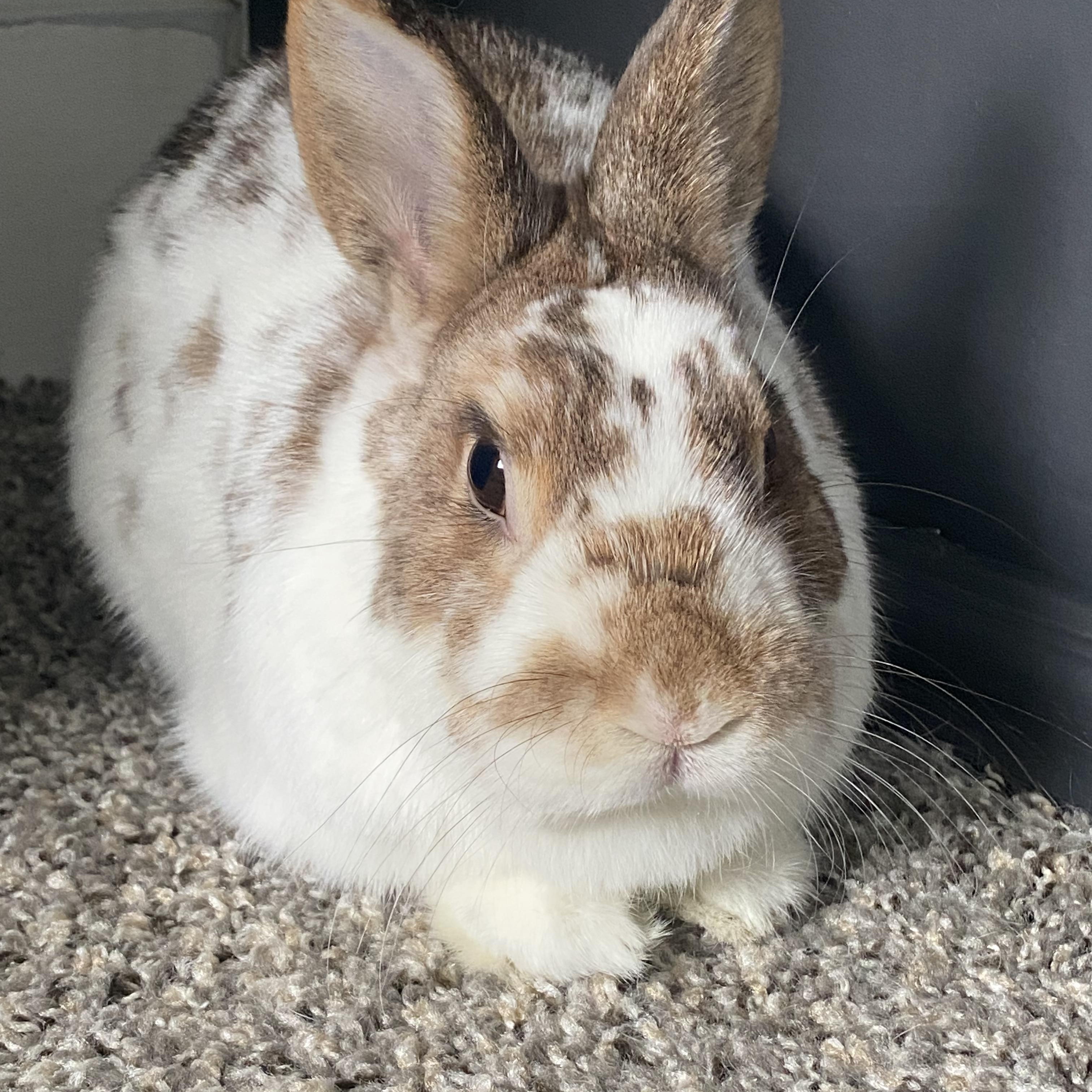 Enlarge TROUBLE & EDDIE HOPPER, a Adoptable Lop Eared in Forest Hills, NY image 4/6