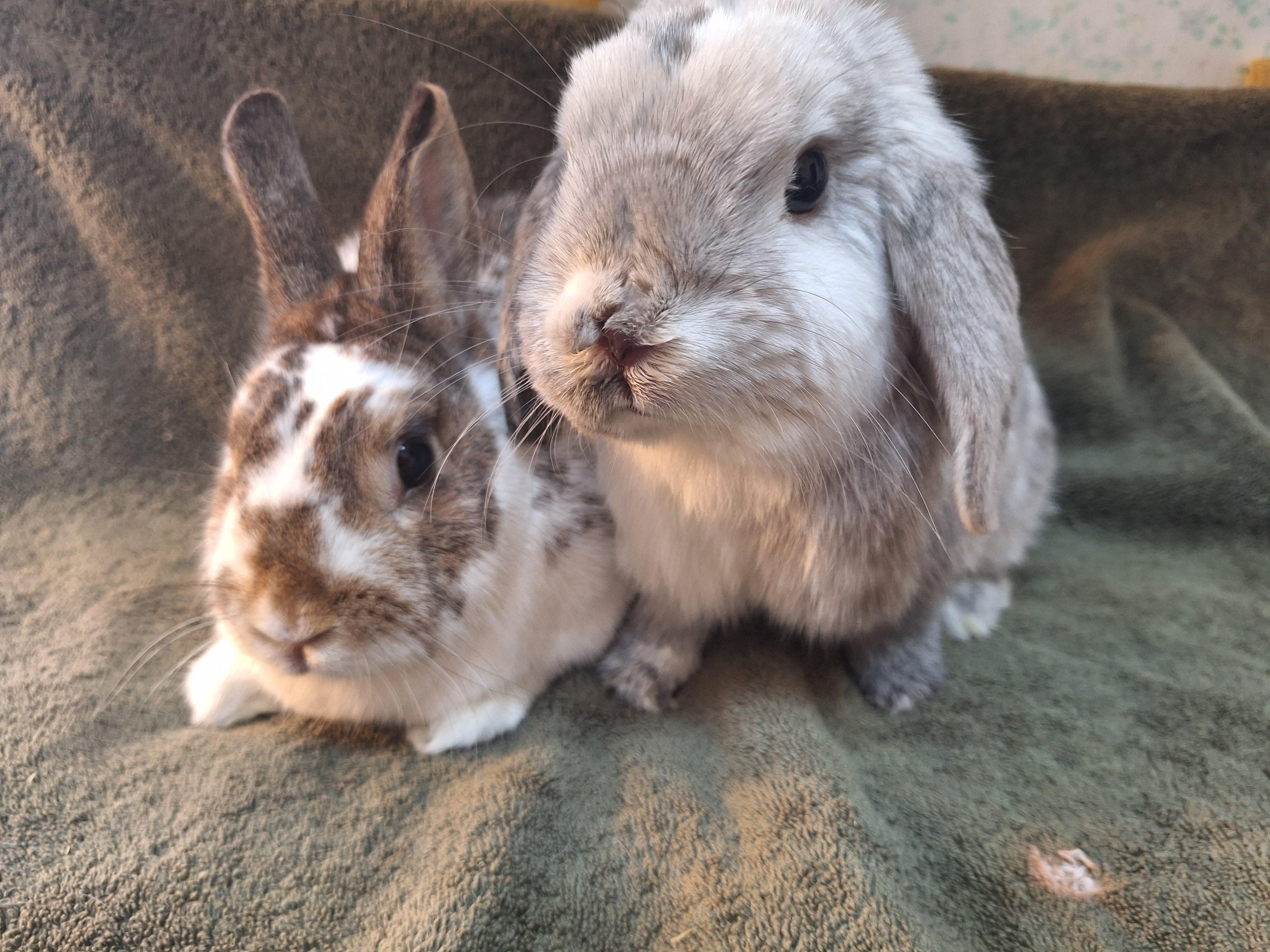 Enlarge TROUBLE & EDDIE HOPPER, a Adoptable Lop Eared in Forest Hills, NY image 1/6