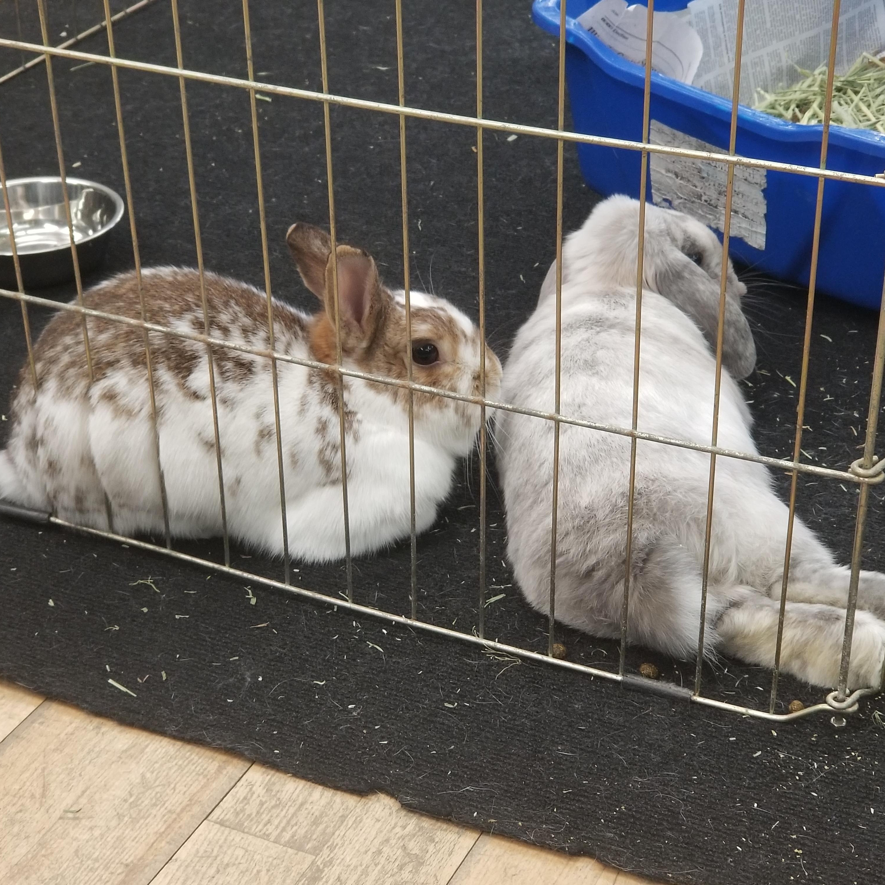 Enlarge TROUBLE & EDDIE HOPPER, a Adoptable Lop Eared in Forest Hills, NY image 5/6