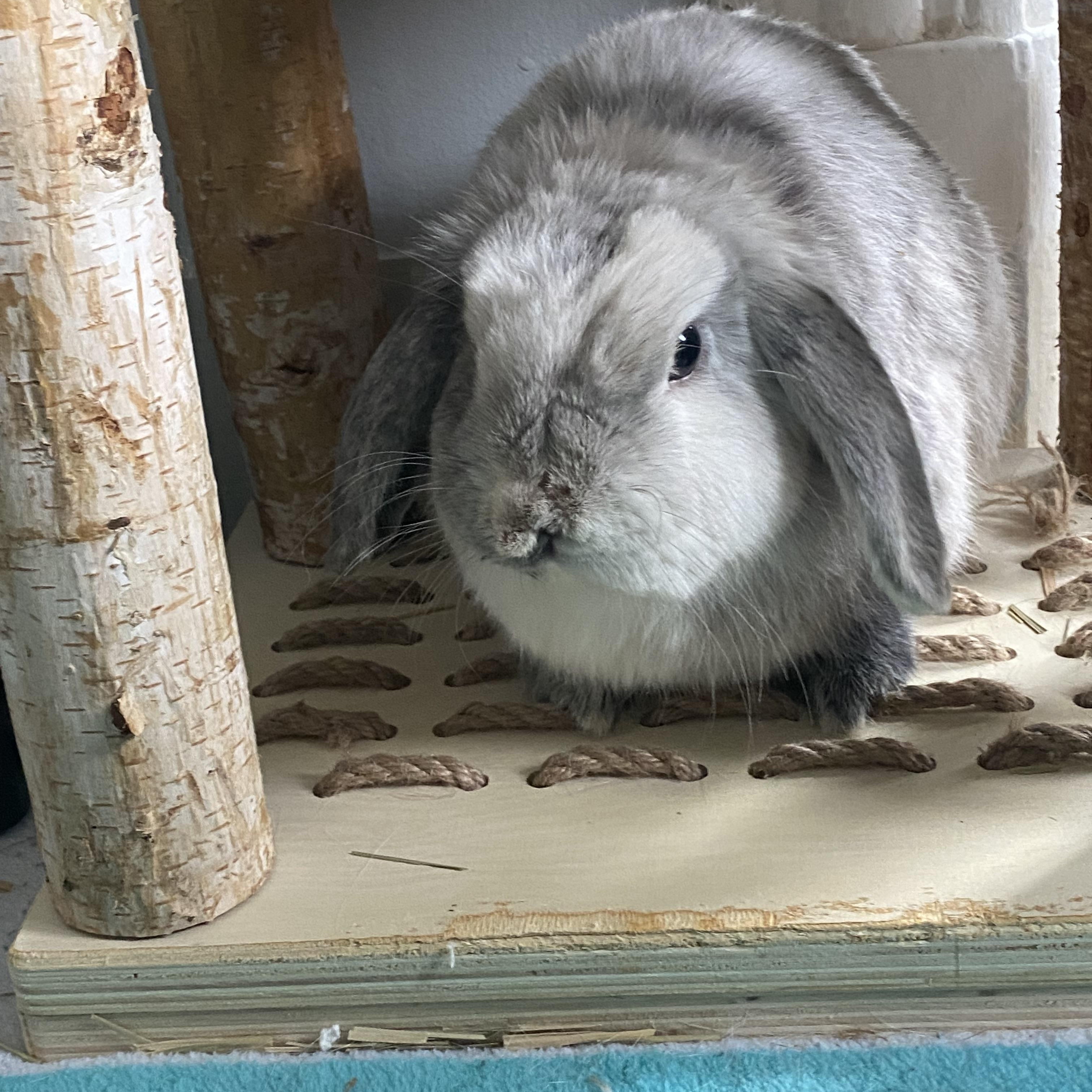 Enlarge TROUBLE & EDDIE HOPPER, a Adoptable Lop Eared in Forest Hills, NY image 3/6
