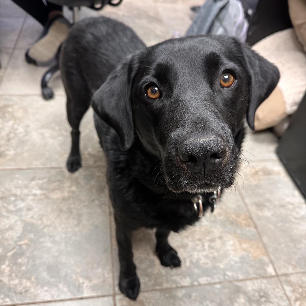 Jolene, Adoptable, Adult Female Labrador Retriever & Mixed Breed.