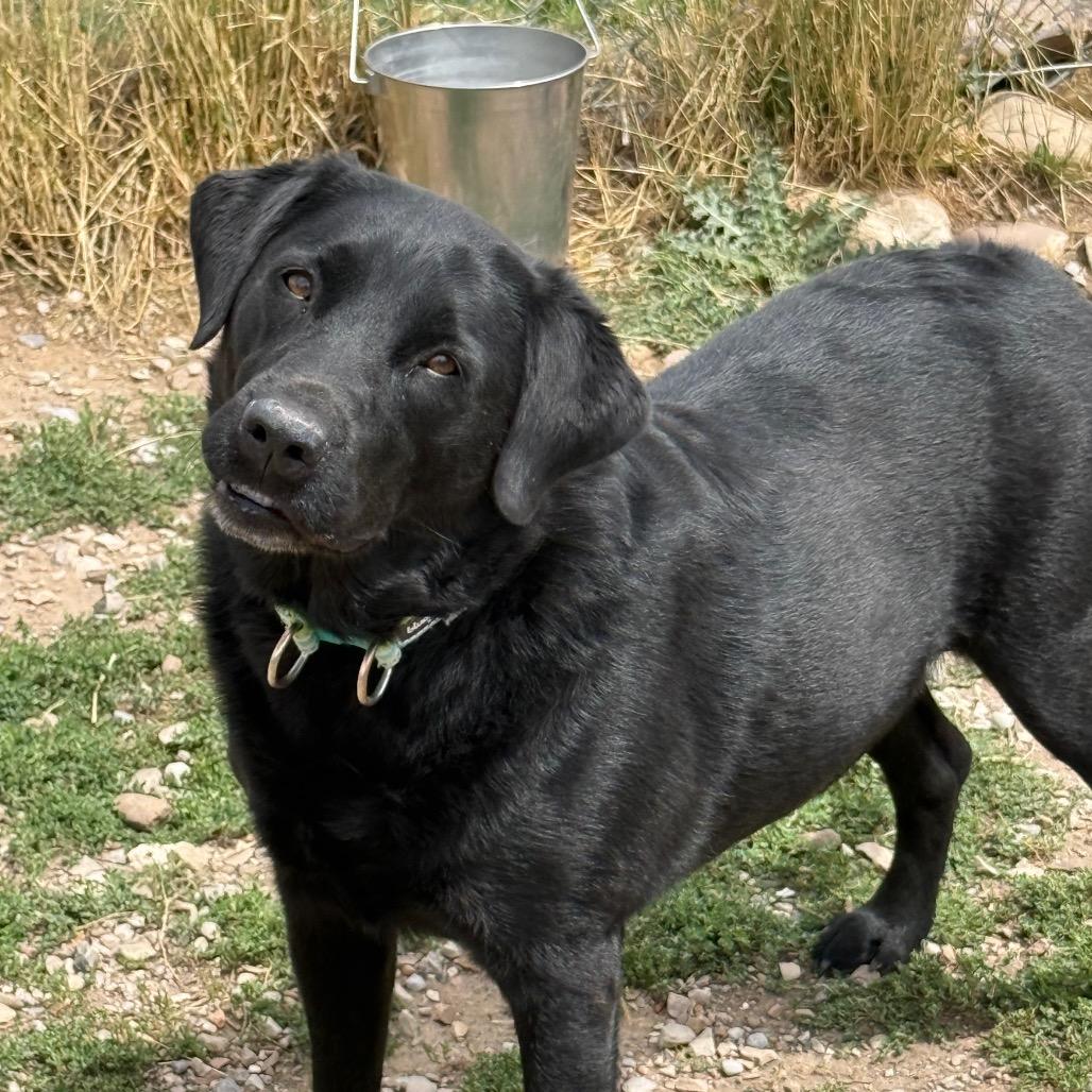 Jolene, Adoptable, Adult Female Labrador Retriever & Mixed Breed.