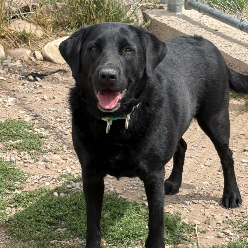 Jolene, a Adoptable mixed breed in Park City, UT image 2/4