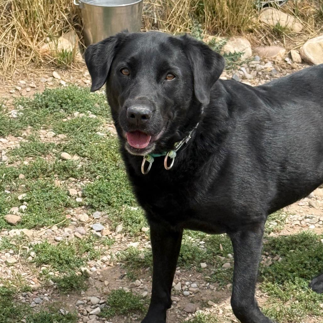 Jolene, a Adoptable mixed breed in Park City, UT image 3/4