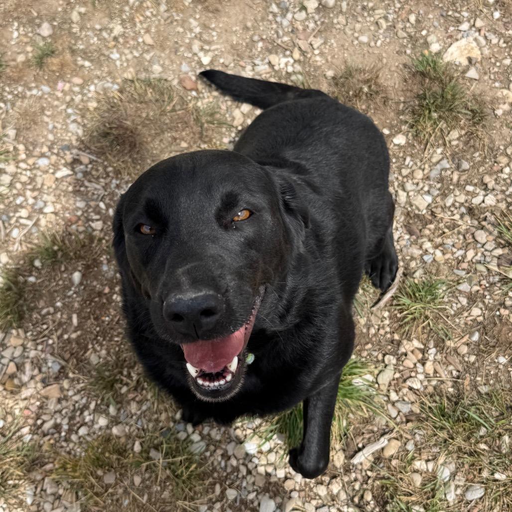 Jolene, a Adoptable mixed breed in Park City, UT image 4/4