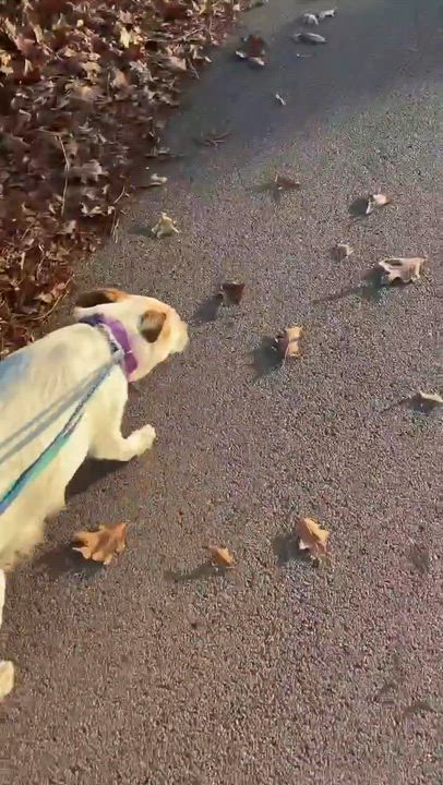 Enlarge Honey, a ADOPTABLE mixed breed in Seymour, IN video 2/2