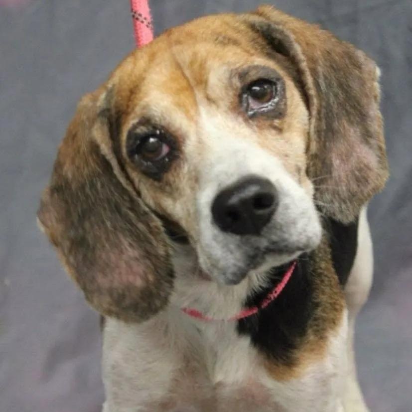 Winnie Charles, Adoptable, Adult Female Beagle.