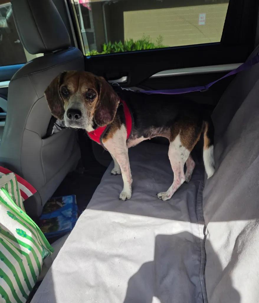 Winnie Charles, a Adoptable Beagle in Waldorf, MD image 2/3