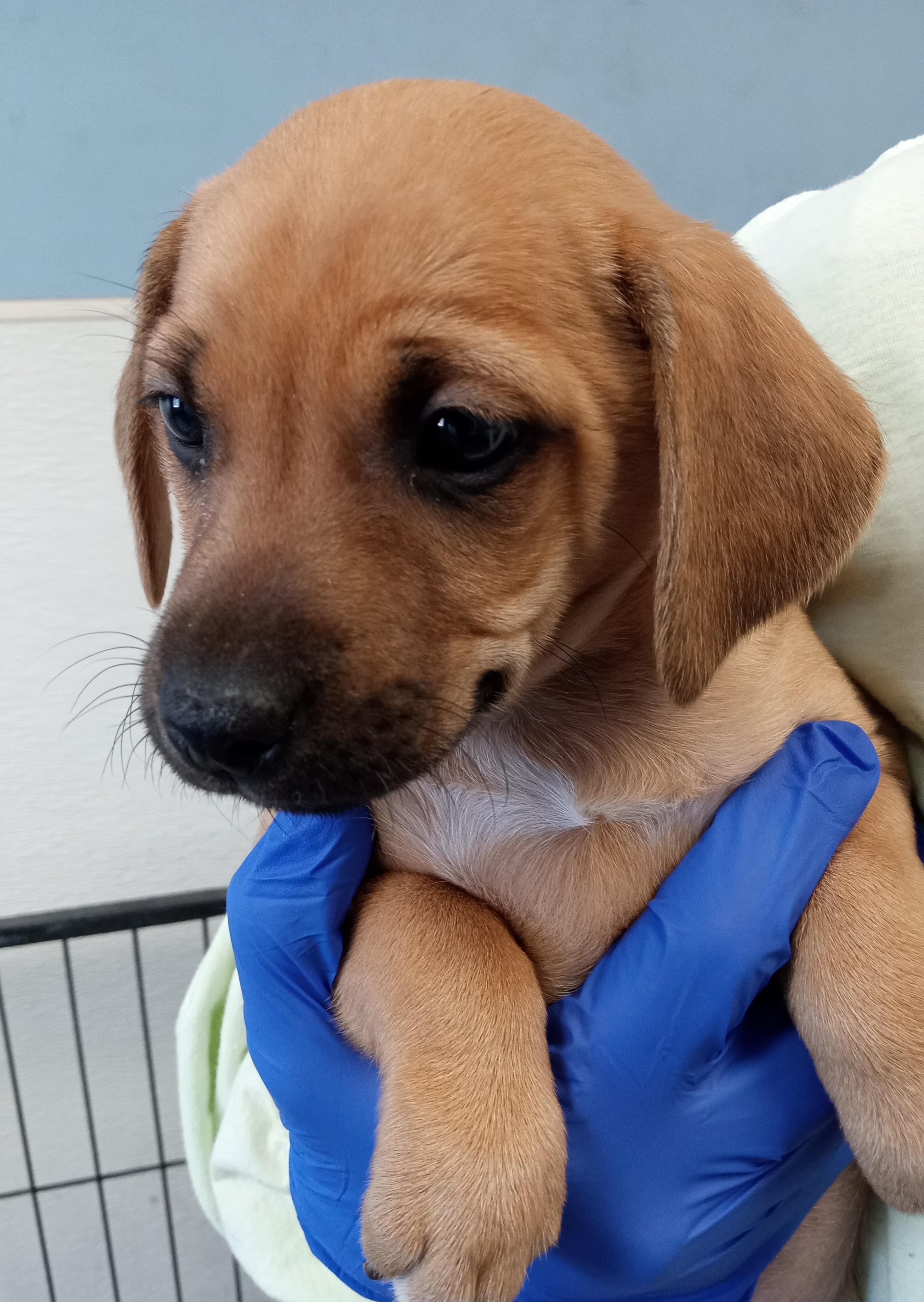 Enlarge Grady, a ADOPTABLE Feist in Maynardville, TN image 1/1