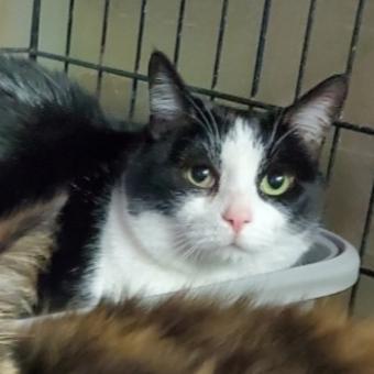 Lucy, a Adoptable Domestic Short Hair in Stephenville, TX image 1/2