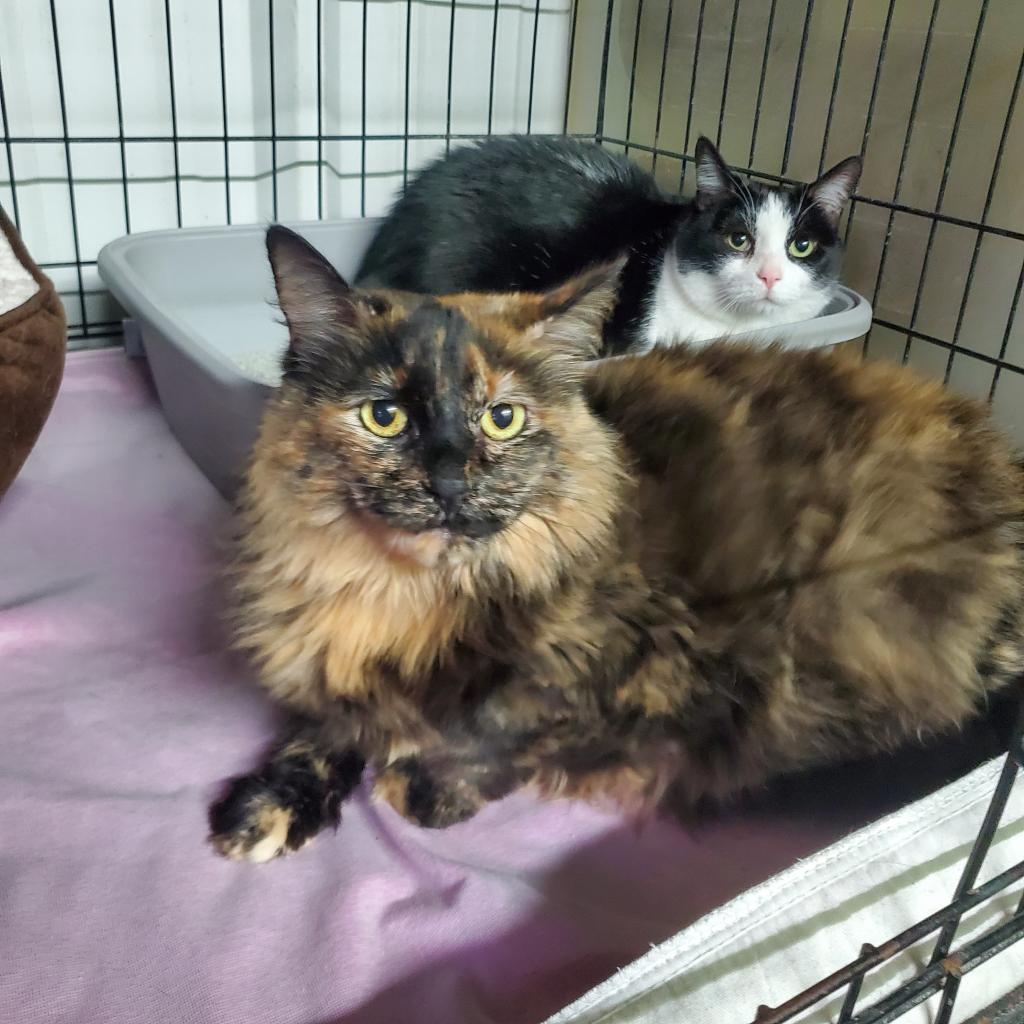 Lucy, a Adoptable Domestic Short Hair in Stephenville, TX image 2/2