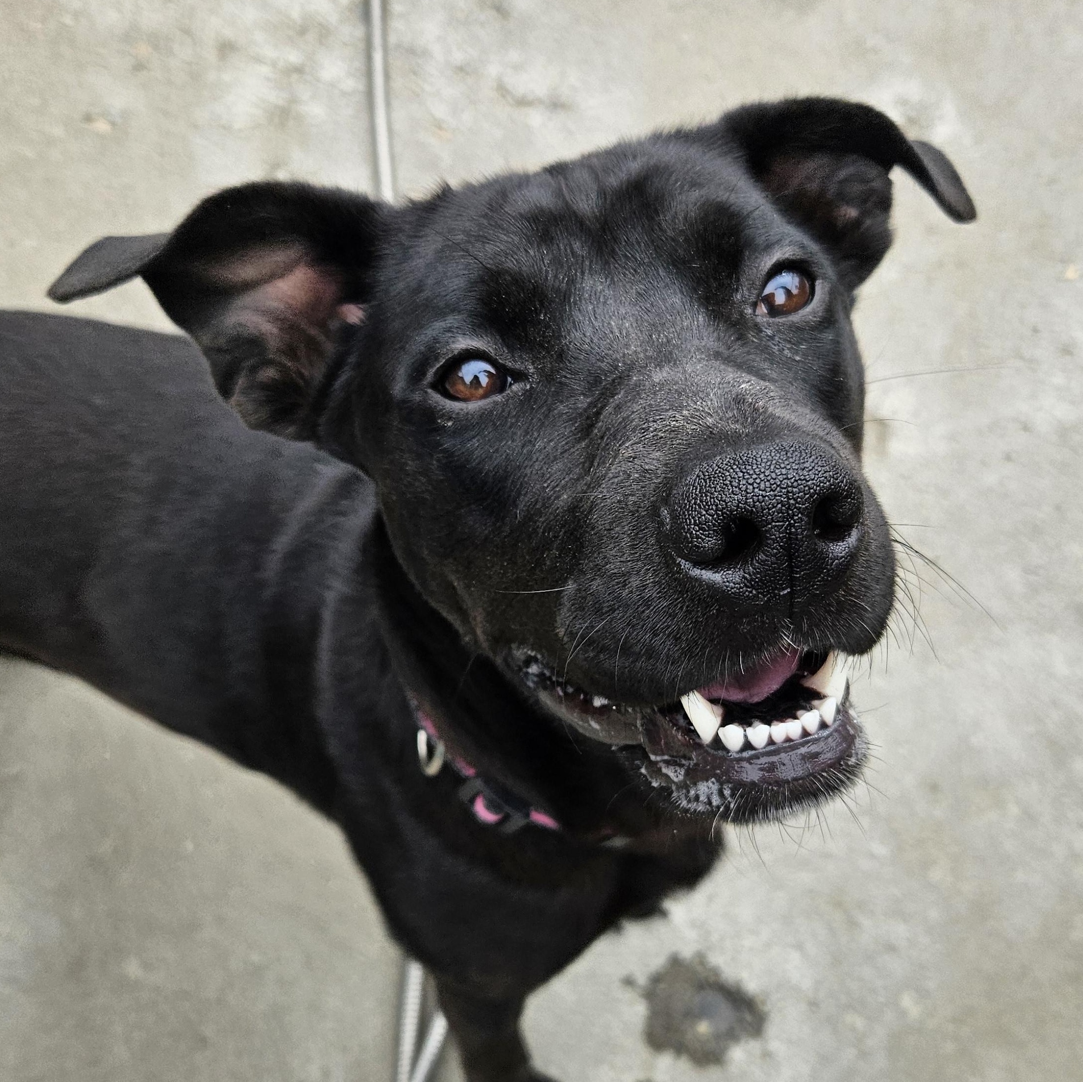 Enlarge Maka, a ADOPTABLE mixed breed in The Dalles, OR image 2/5