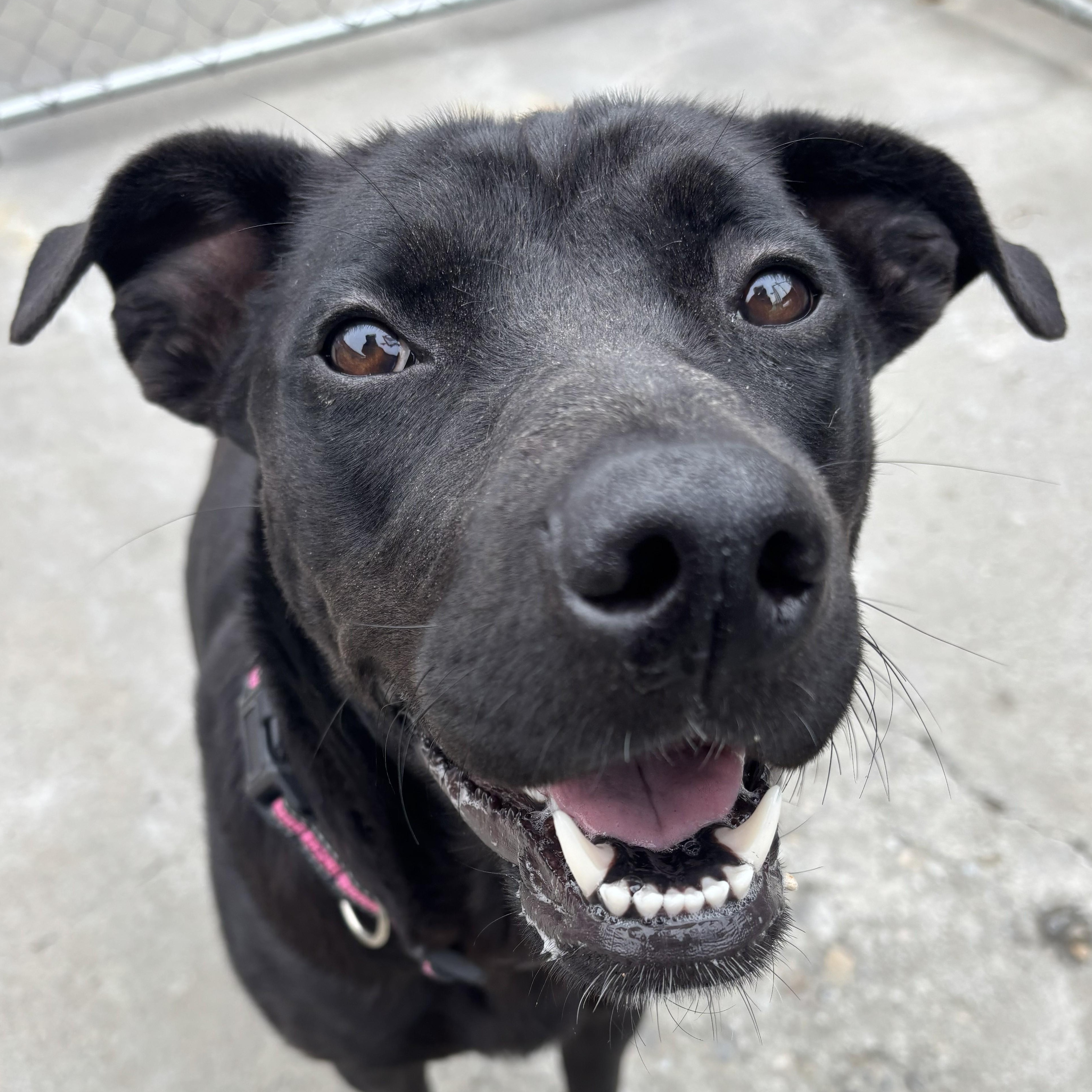 Enlarge Maka, a ADOPTABLE mixed breed in The Dalles, OR image 3/5