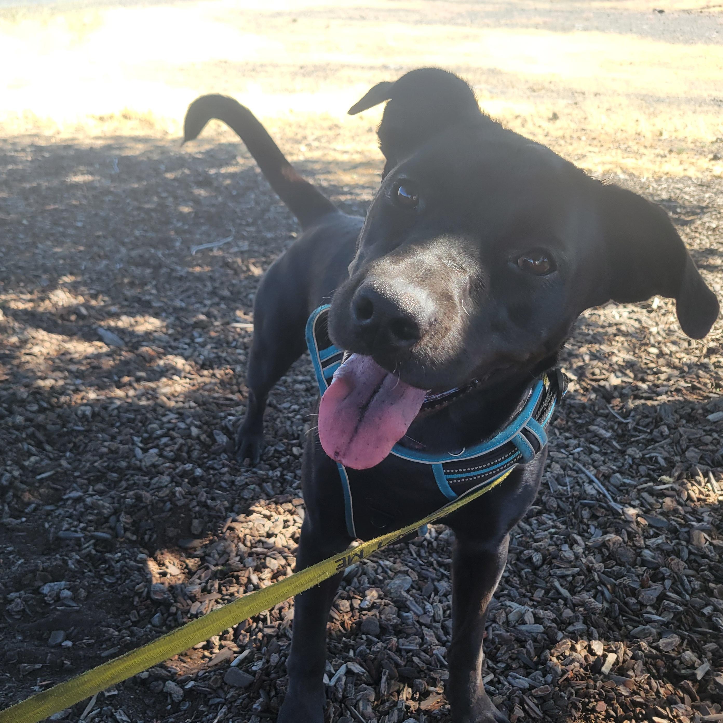 Maka, a ADOPTABLE mixed breed in The Dalles, OR image 3/6