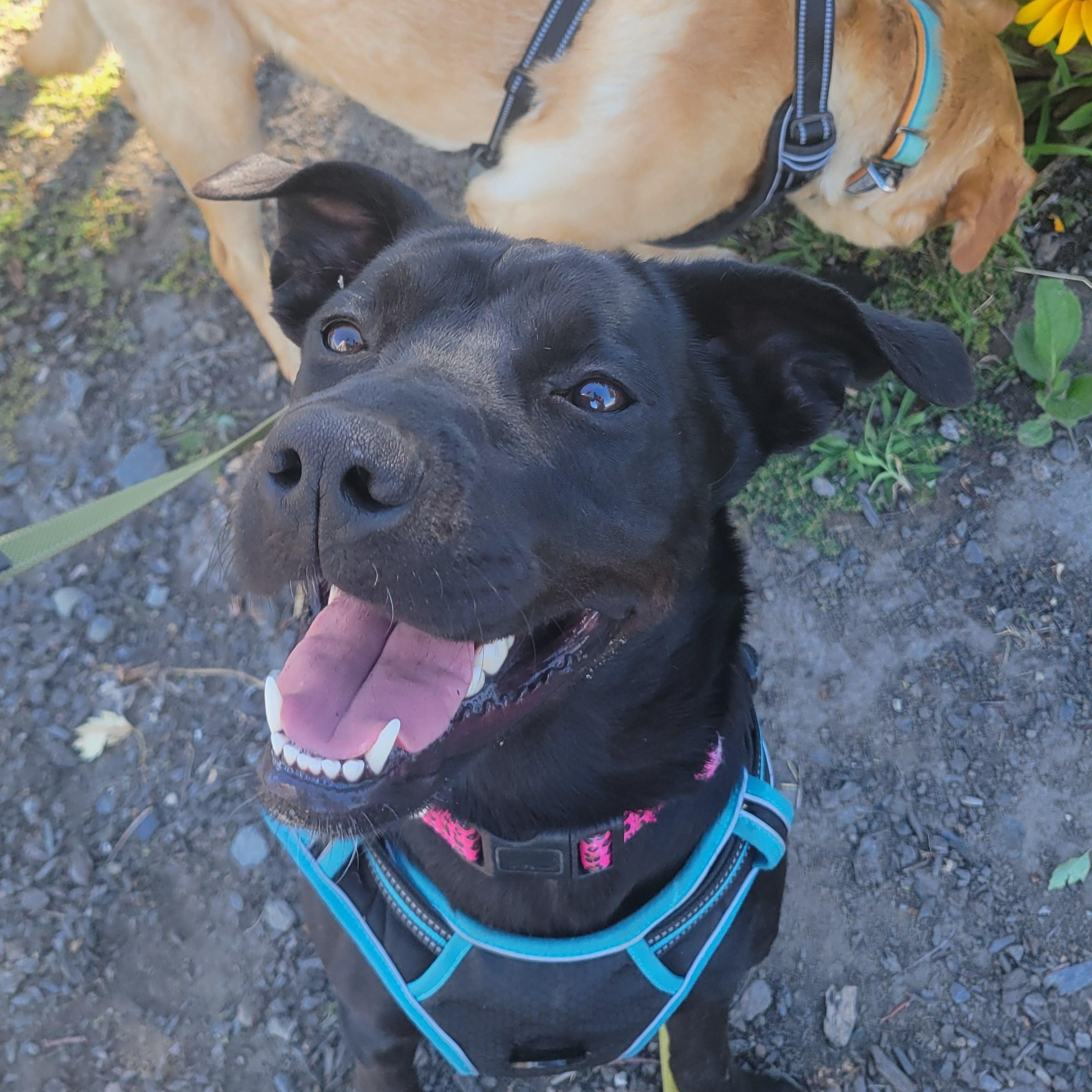Maka, a ADOPTABLE mixed breed in The Dalles, OR image 1/6