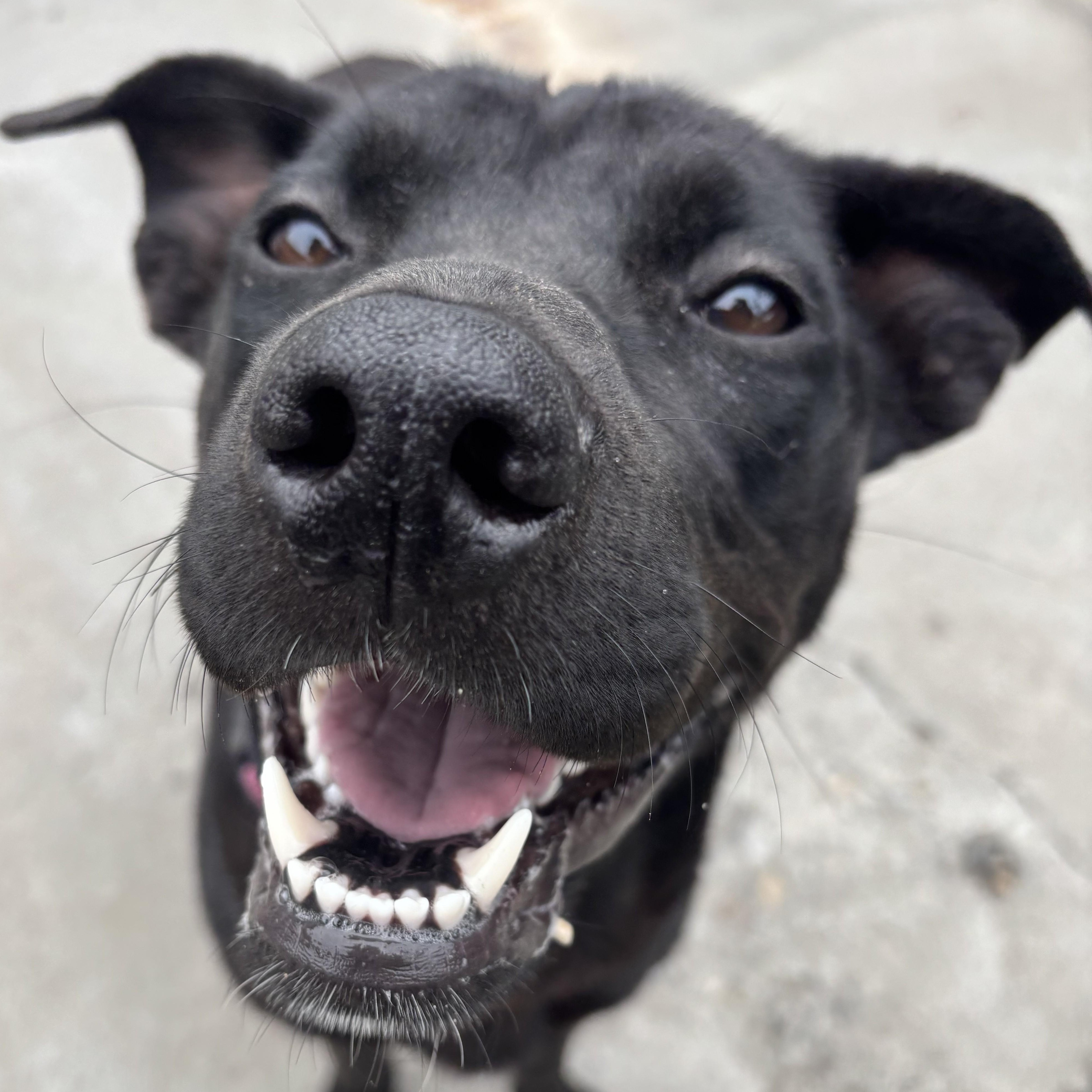 Enlarge Maka, a ADOPTABLE mixed breed in The Dalles, OR image 1/5