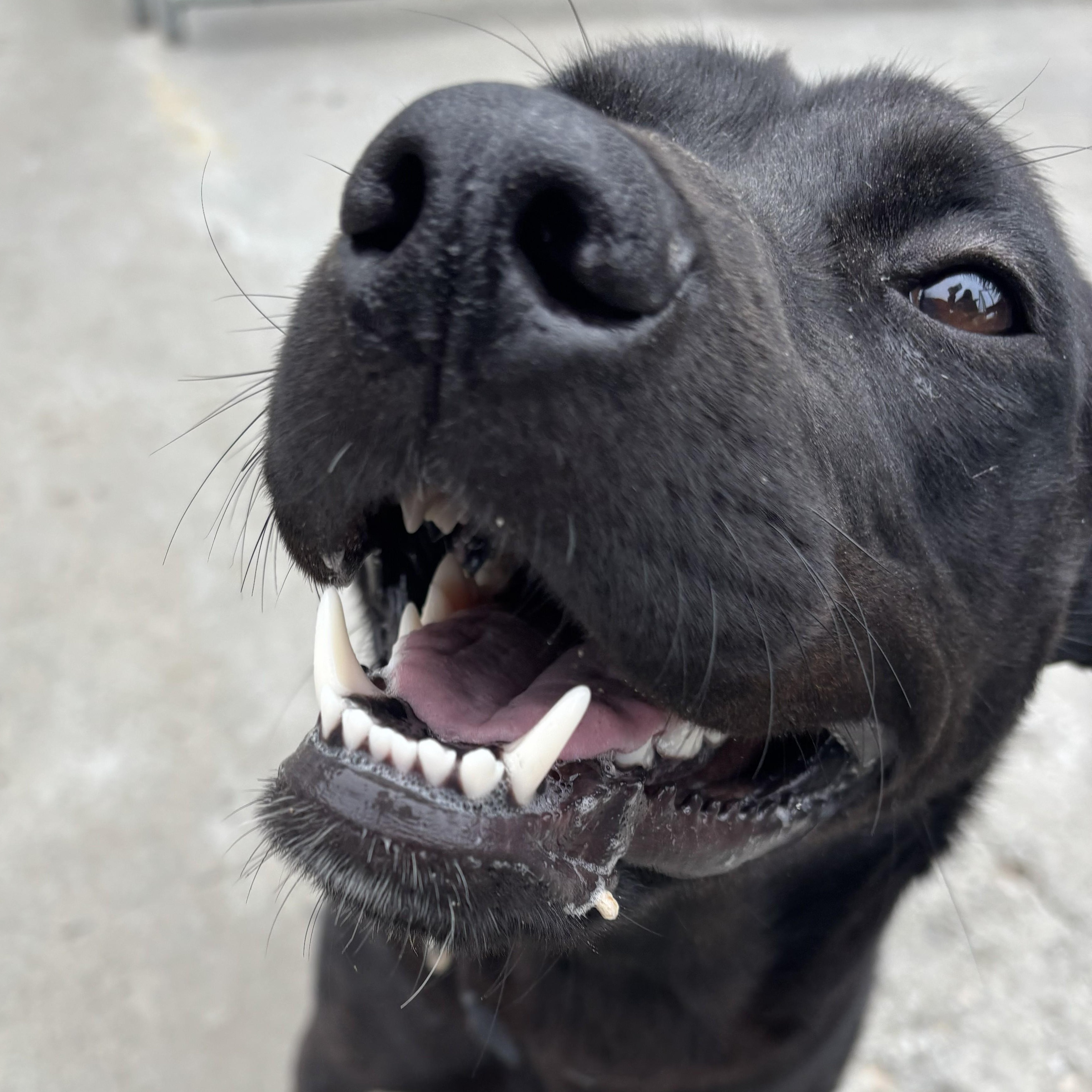 Enlarge Maka, a ADOPTABLE mixed breed in The Dalles, OR image 5/5
