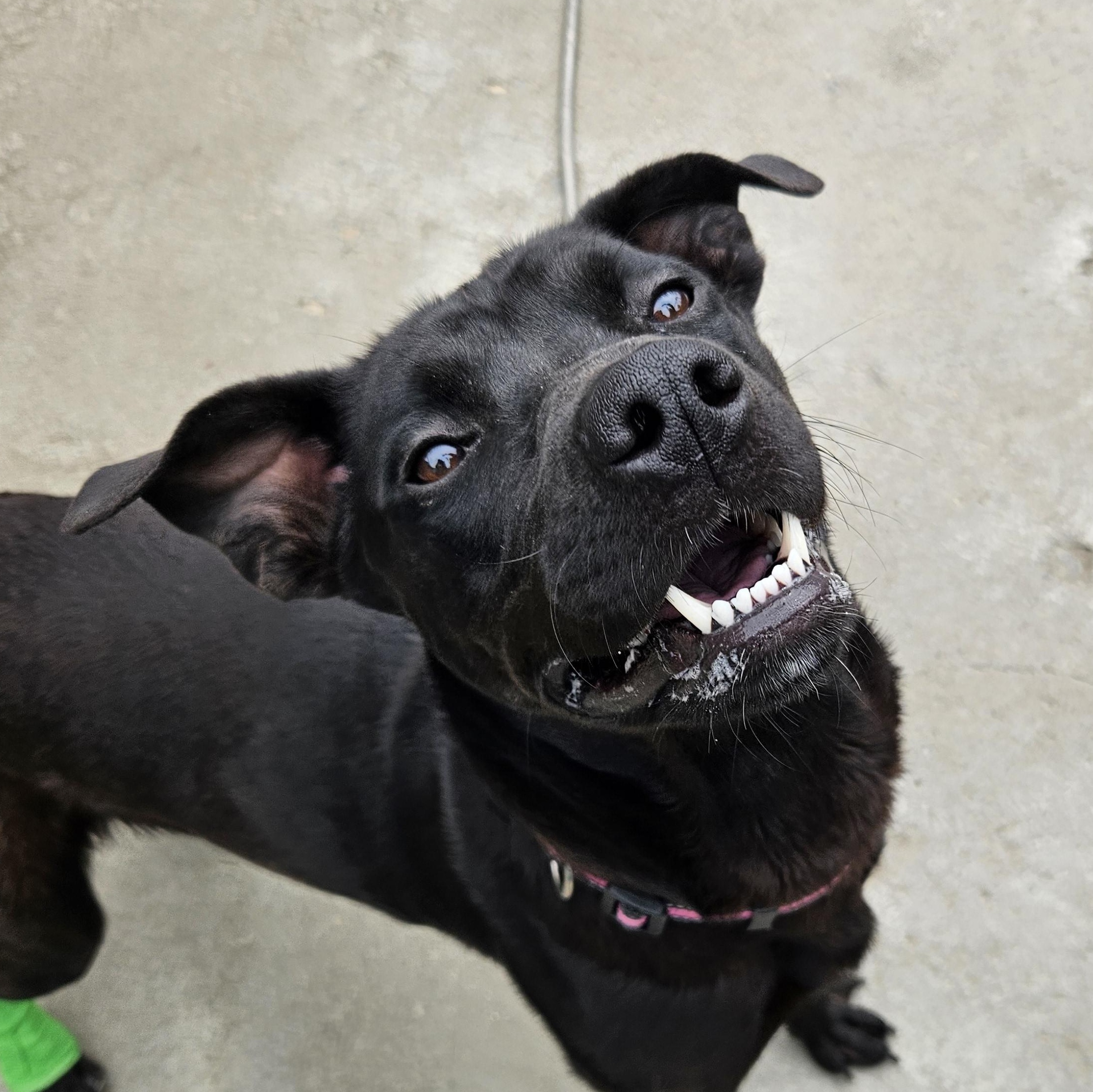 Enlarge Maka, a ADOPTABLE mixed breed in The Dalles, OR image 4/5