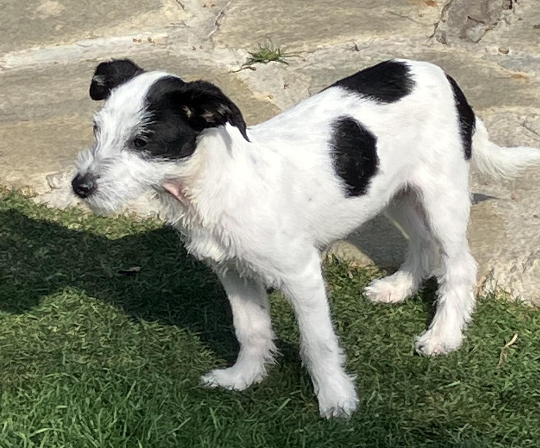 Miles, adopted, Young Male Terrier.
