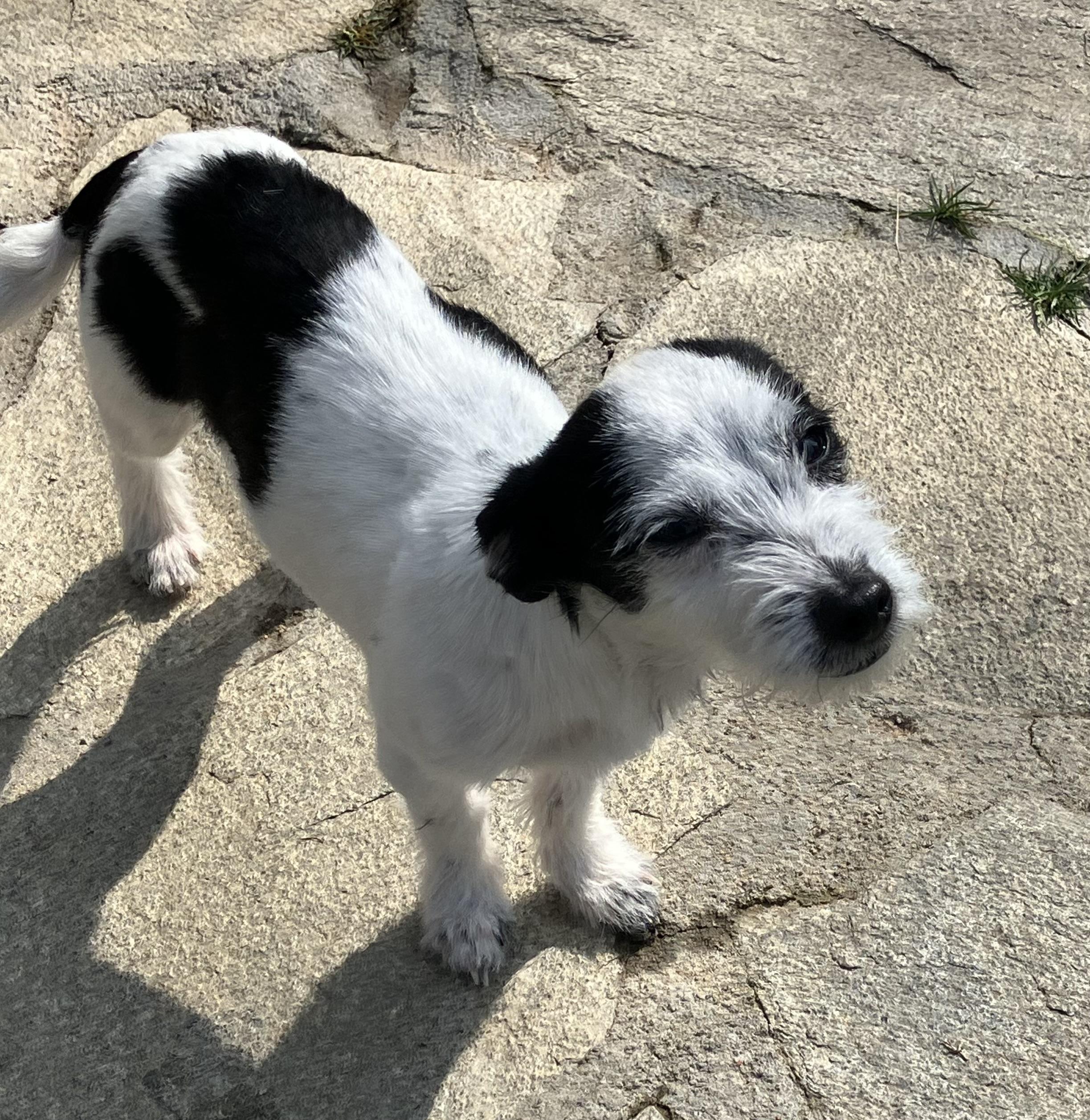 Miles, an adopted mixed breed in Beaverton, OR image 3/3