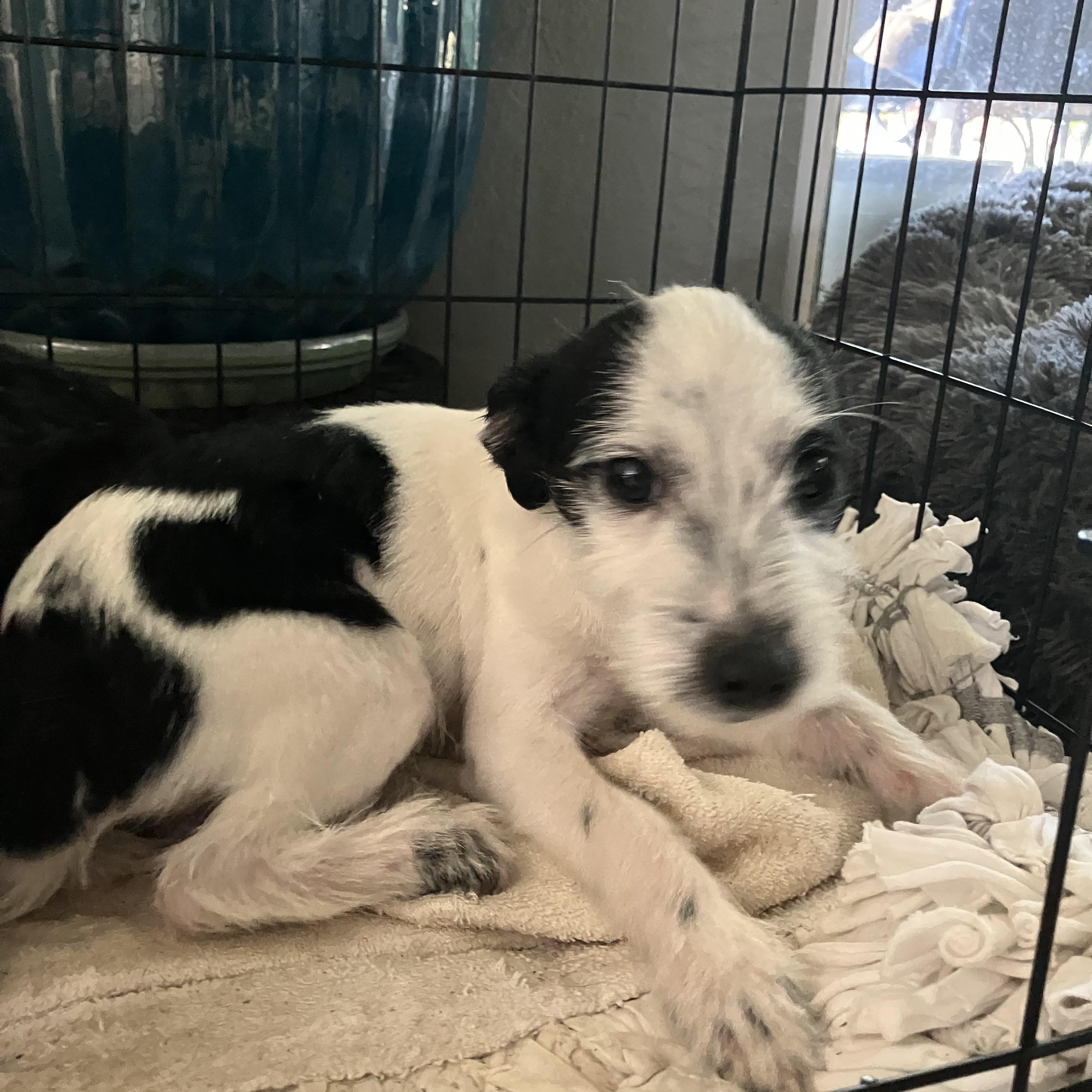 Miles, an adopted mixed breed in Beaverton, OR image 2/3