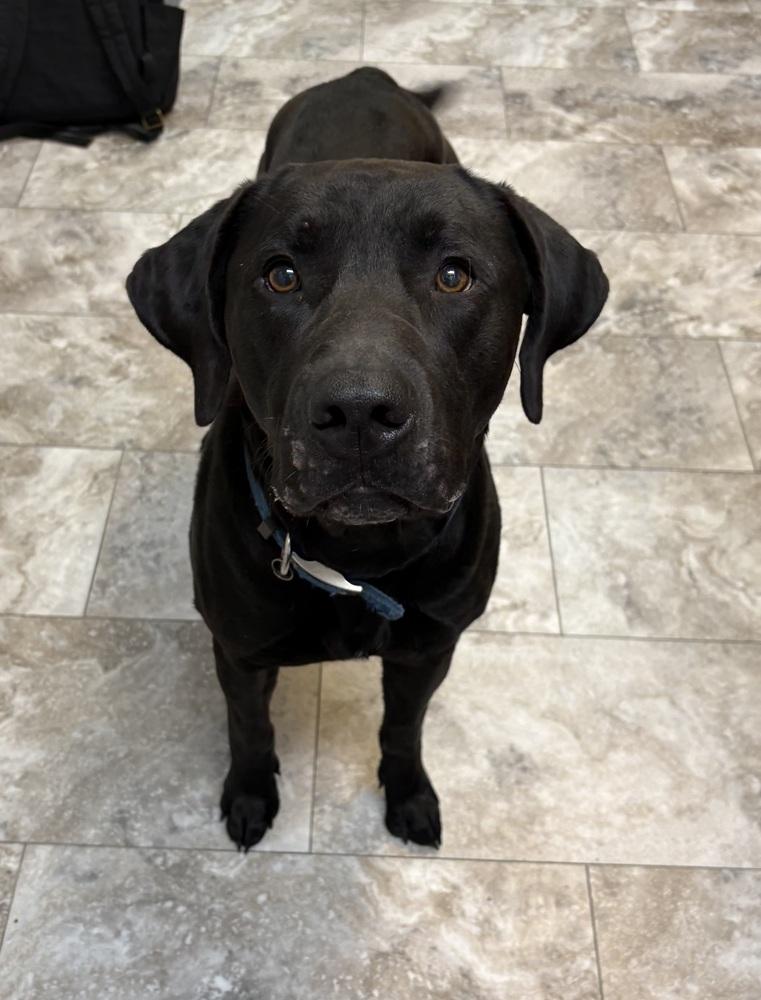 Enlarge BOONE, a Adoptable mixed breed in Rochester, IN image 1/1